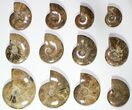 Lot: - Polished Whole Ammonite Fossils - Pieces #116639-2